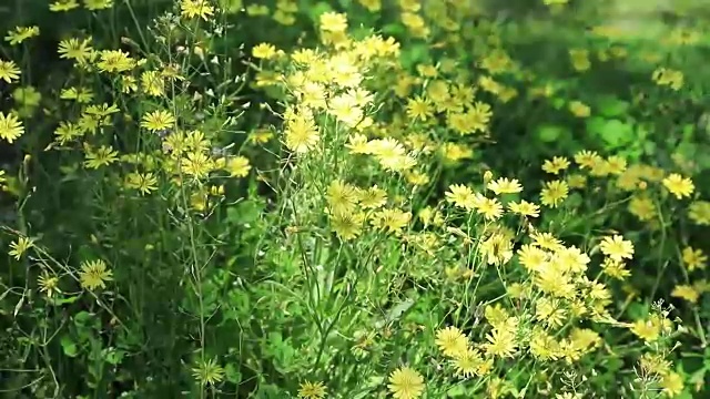 田野里的野花