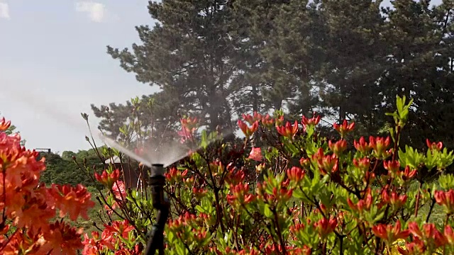巧妙的花园配有全自动灌溉系统，浇灌杜鹃花。
