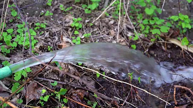 水从花园软管中缓缓流出。
