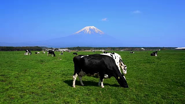 在绿色草地和富士山的奶牛。,日本