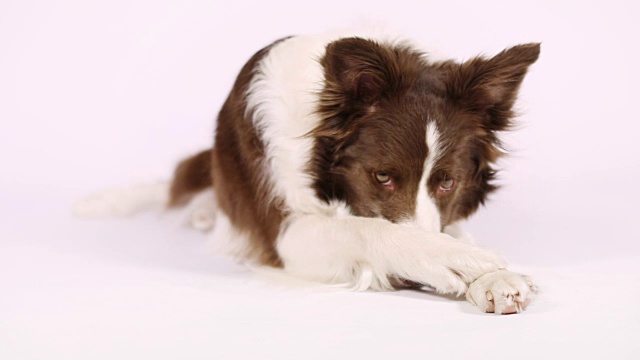 白色背景上的柯利牧羊犬