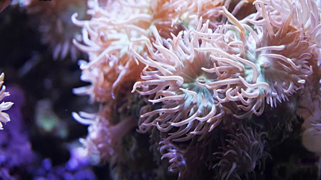 珊瑚虫
