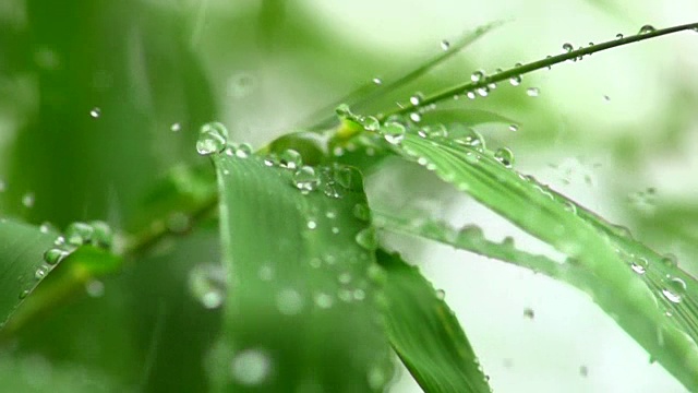 雨落在竹叶上