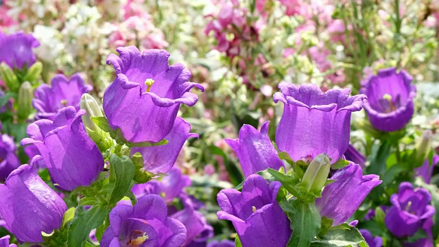 紫色的坎特伯雷钟花