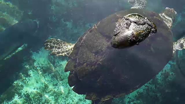 埃拉特海底天文台海洋公园的绿海龟。