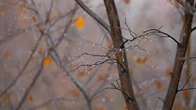 沉闷的深秋景象。光秃秃的树木和飘落的雪花