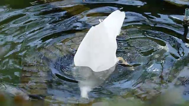 西班牙，春天，鸭子在清澈的池塘里游泳