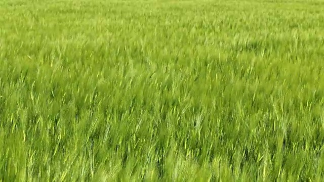 田野里种着绿色的小麦。
