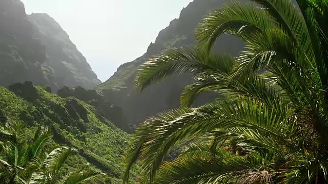 棕榈树，高山，山丘和茂密的丛林森林在一个晴朗的日子晴朗的天空。田园诗般的美丽的大自然。