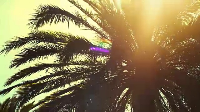 黄色的阳光透过树叶照耀着棕榈树。