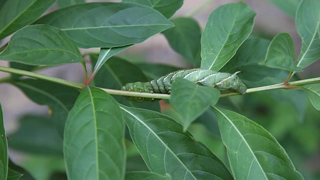 详情图-番茄角毛虫(Manduca,quinquemaculata)