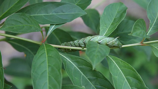 详情图-番茄角毛虫(Manduca,quinquemaculata)