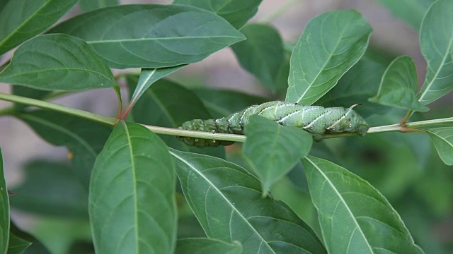 详情图-番茄角毛虫(Manduca,quinquemaculata)
