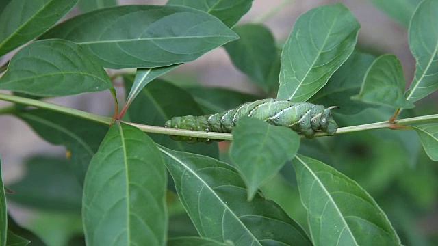 详情图-番茄角毛虫(Manduca,quinquemaculata)