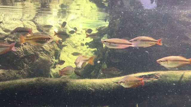 澳大利亚淡水龟和鱼在水下游泳