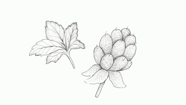 手绘的新鲜Cloudberry视频剪辑