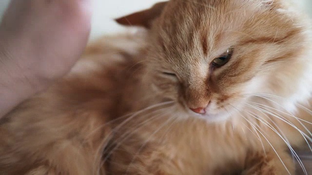 可爱的姜黄色的猫躺在床上。人抚摸小猫，它高兴地皱着眉头，咬着。舒适的家庭背景和毛茸茸的宠物
