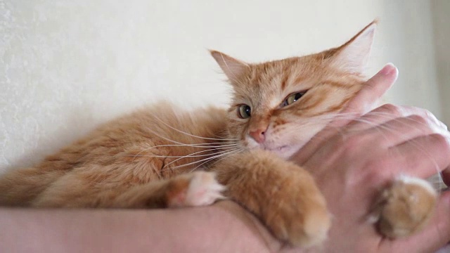 可爱的姜黄色的猫躺在床上。中风凯蒂人。舒适的家庭背景和毛茸茸的宠物