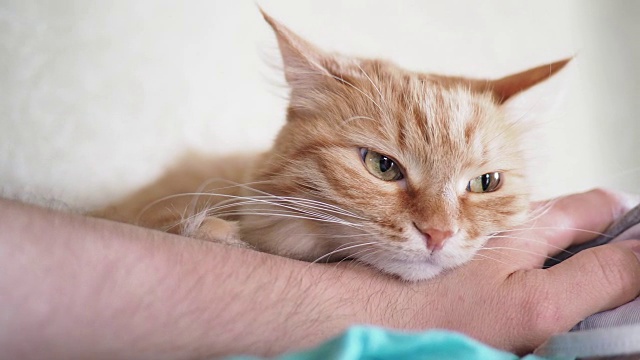 可爱的姜黄色的猫躺在床上。中风凯蒂人。舒适的家庭背景和毛茸茸的宠物