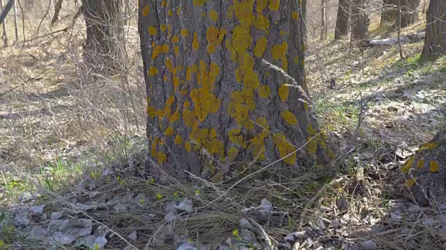 树干上的苔藓