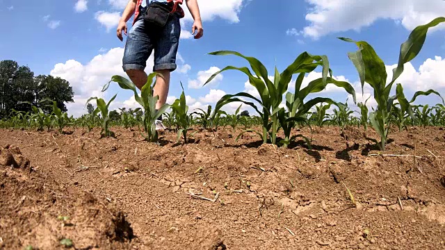 一个农民在阳光明媚的日子里走过他的丰富的种植玉米的田地