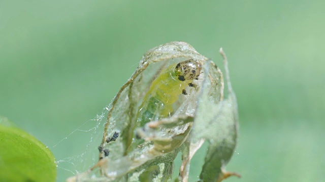 黄指虫包括绿叶、大叶黄豆绿毛虫