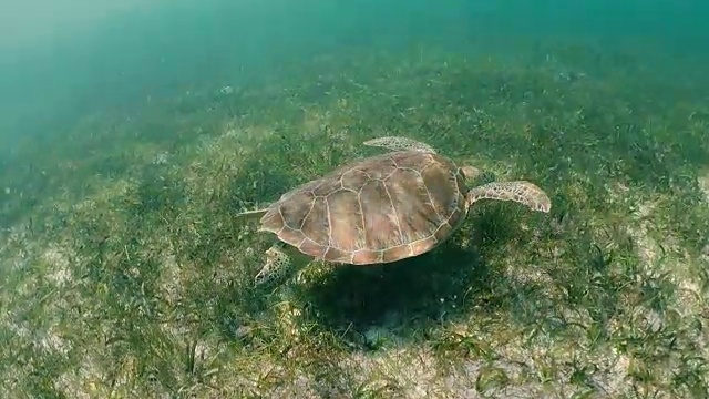 水下观海龟在热带水域吃，墨西哥阿库马尔