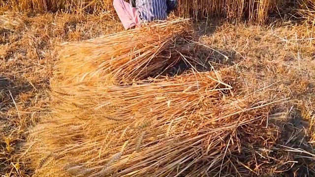 古老的印第安妇女用镰刀收割小麦