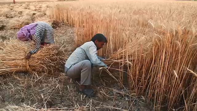 印度农民用镰刀收割小麦