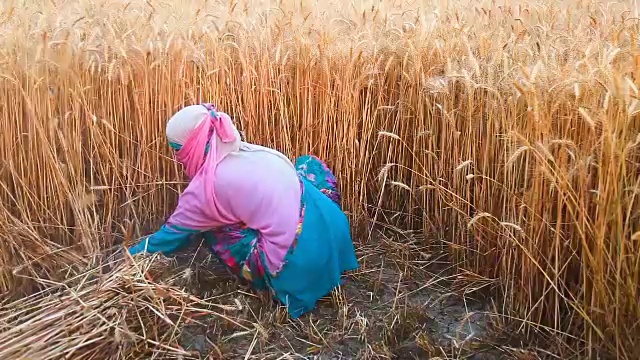 妇女们用镰刀收割小麦