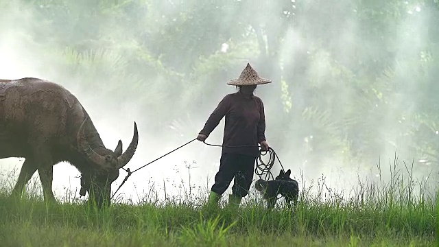詳情圖-亞洲農(nóng)民與他的狗和水牛在稻田里工作。