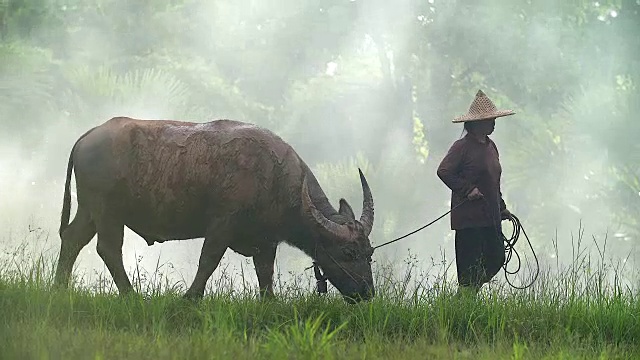 詳情圖-亞洲農(nóng)民與他的狗和水牛在稻田里工作。