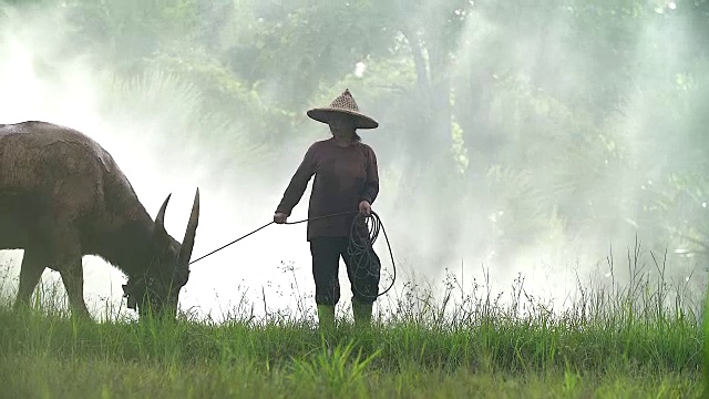 詳情圖-亞洲農(nóng)民與他的狗和水牛在稻田里工作。