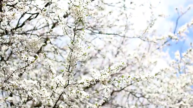 早春开花的果树