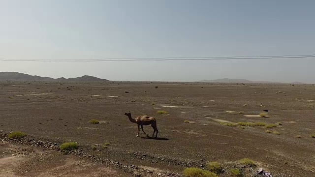 阿曼的行走骆驼