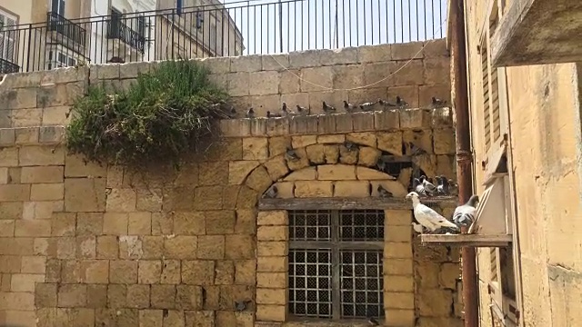 一群鸽子站在架子上