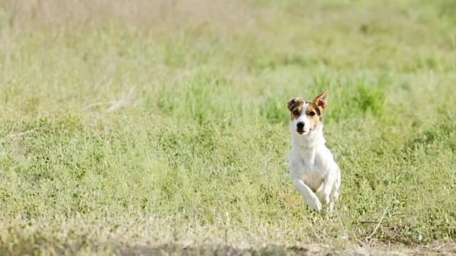 美丽活泼的杰克罗素梗犬在镜头前奔跑