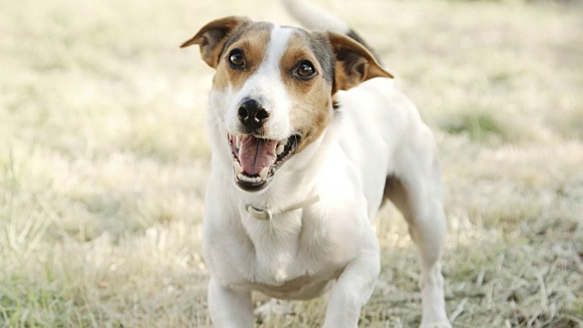 杰克罗素梗的犬种，对着它吠叫。