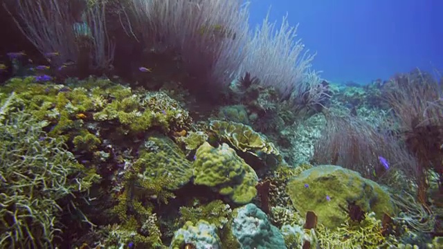 海浪拍打着珊瑚礁