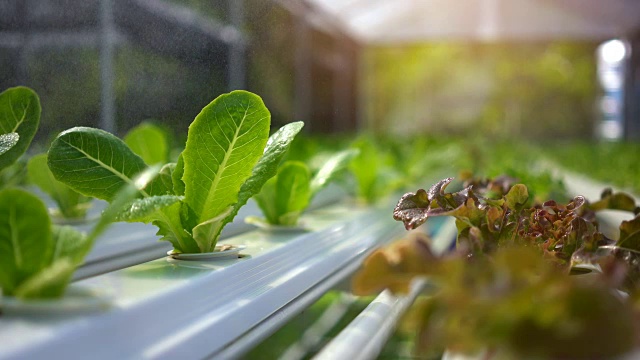 现代蔬菜农场，水施普林格，喷灌水培有机蔬菜农场。