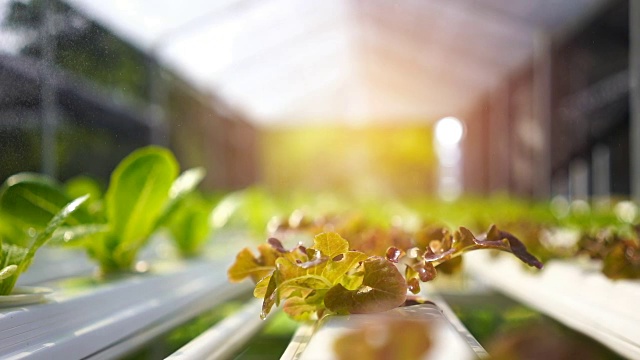 现代蔬菜农场，水施普林格，喷灌水培有机蔬菜农场。