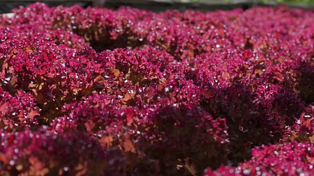 蔬菜田红栎叶生菜水培