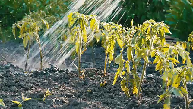 花园里的西红柿苗用水管浇水。不同的水滴落在秧苗上