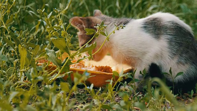饥饿的小猫在绿草里吃东西