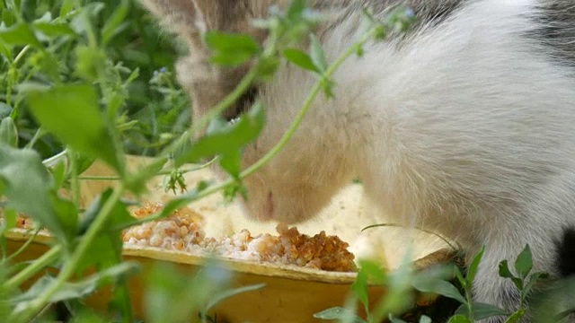 饥饿的小猫在绿草里吃东西