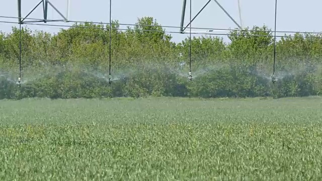大水或喷灌站在田地和水幼小的植物