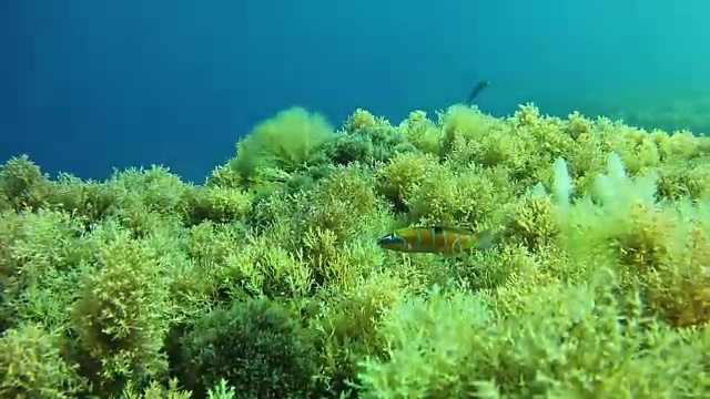 海洋生物-珊瑚礁里的绿色小鱼-在地中海潜水