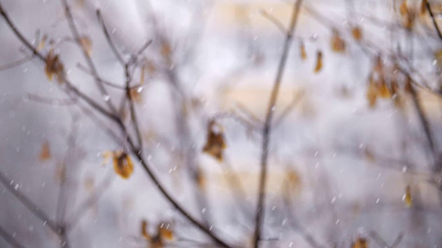 晚秋飘落的雪花和凋零的树木