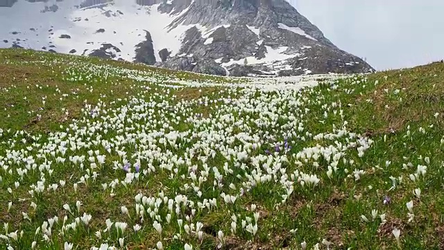 高山草地上的一套奇妙的番红花。番红花绽放。山的花。背景是阿尔卑斯山