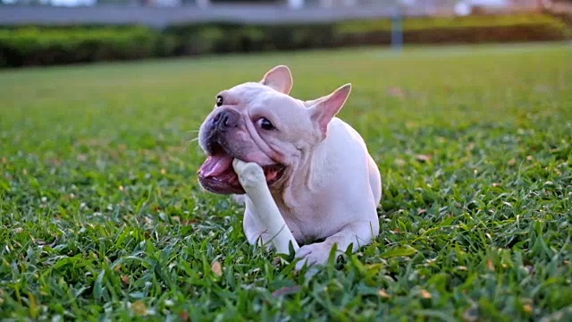 快乐的狗的生活。一只法国斗牛犬喜欢在绿色的户外花园和主人玩耍后咬自己的骨头。